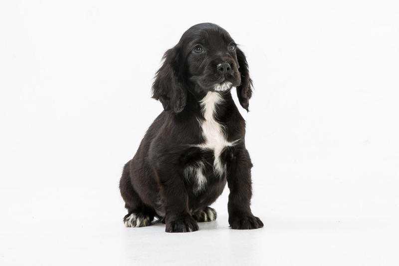 COCKER SPANIEL PUPPIES