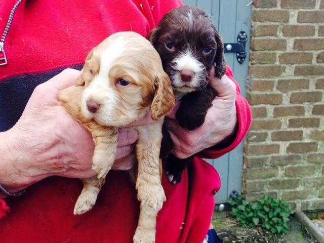 Cocker Spaniel Puppies