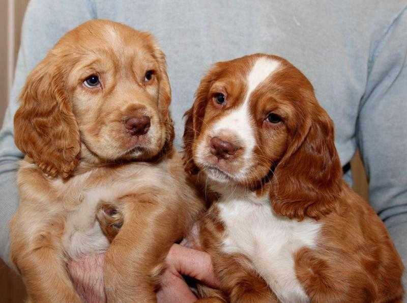 cocker spaniel puppies for adoption to a good home