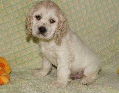 Cocker Spaniel Puppies for Sale