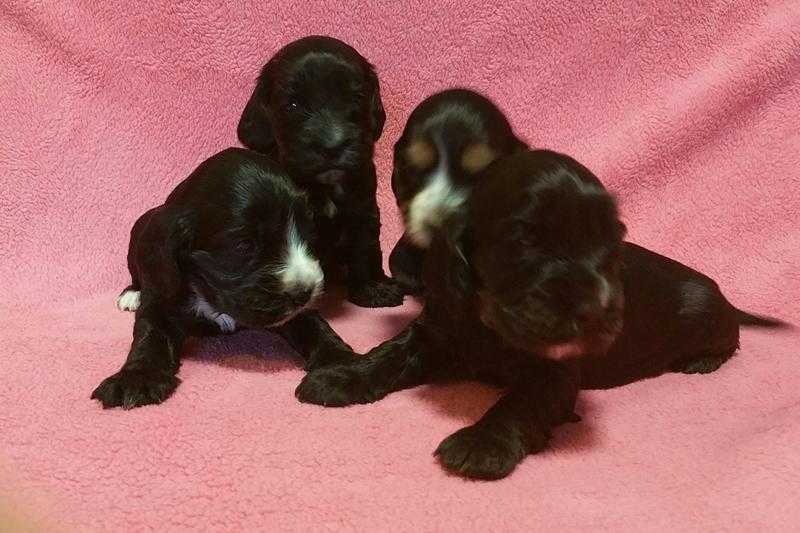 Cocker spaniel puppies for sale