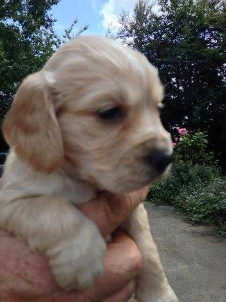 Cocker Spaniel Puppy