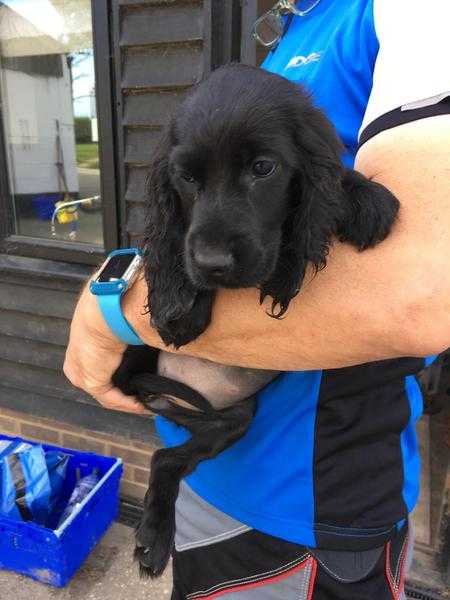 Cocker spaniel puppy