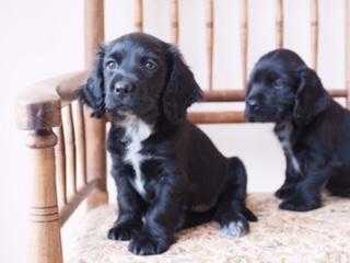 Cocker spaniel puppy039s