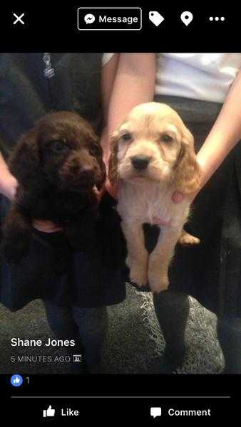 Cocker spaniel puppy039s