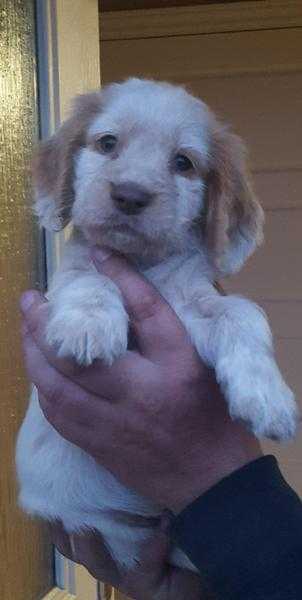 Cocker spaniel puppy.s