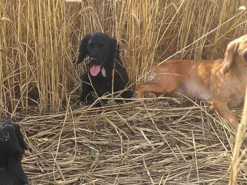 cocker spaniel puppys