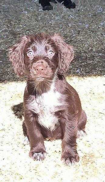 cocker spaniel pups