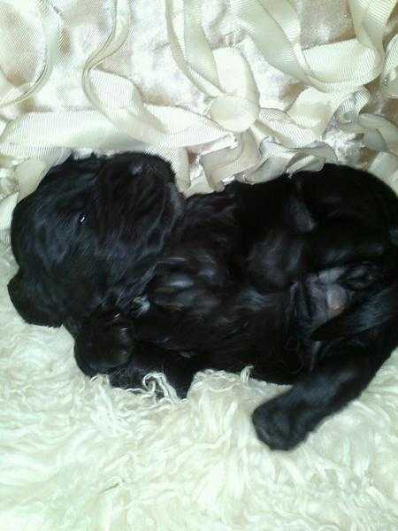 cocker spaniel pups