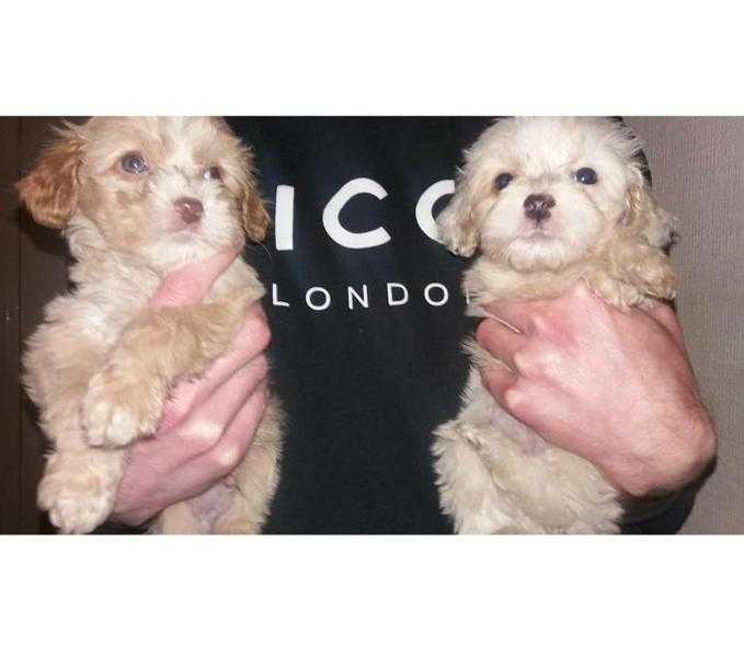 Cockerchon (cocker spaniel x Bichon Frise ) puppies