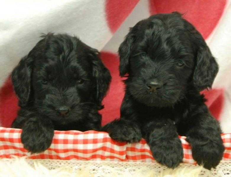 Cockerpoo puppies