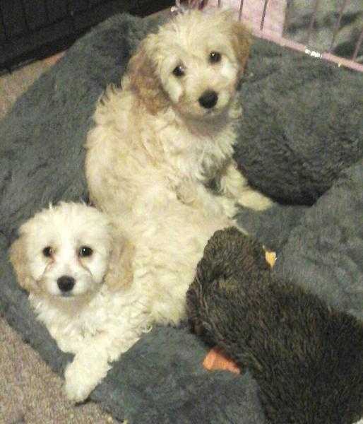 cockerpoo puppies for sale