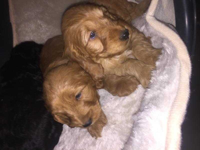 Cockerpoo puppy039s