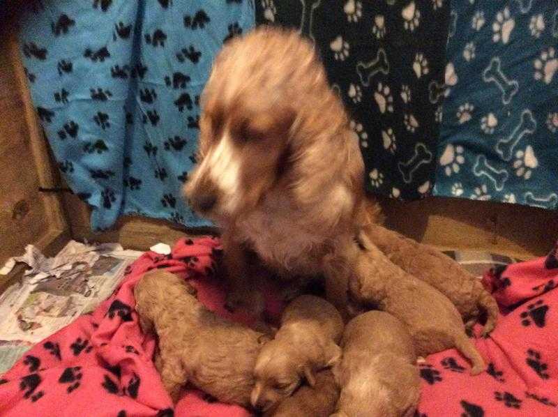 Cockerpoo top quality pups PRA clear Reds, Golds and Champagne