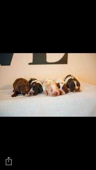 Cockerspaniels for sale