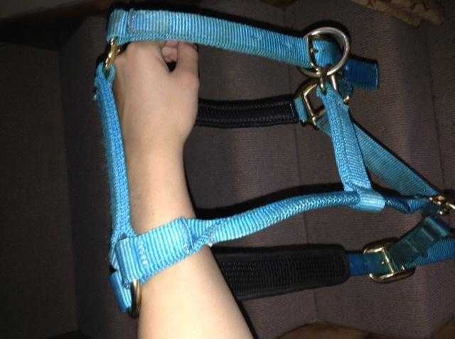 Collar for small pony