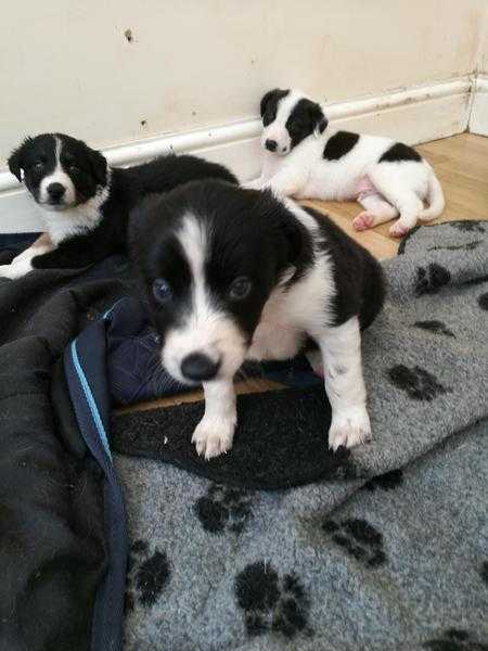 Collie cross Lurcher puppies