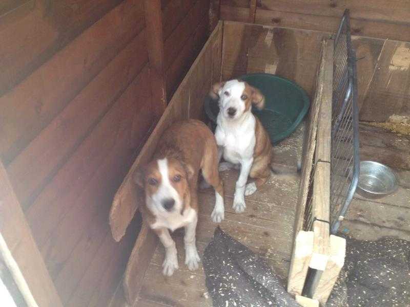 collie puppies