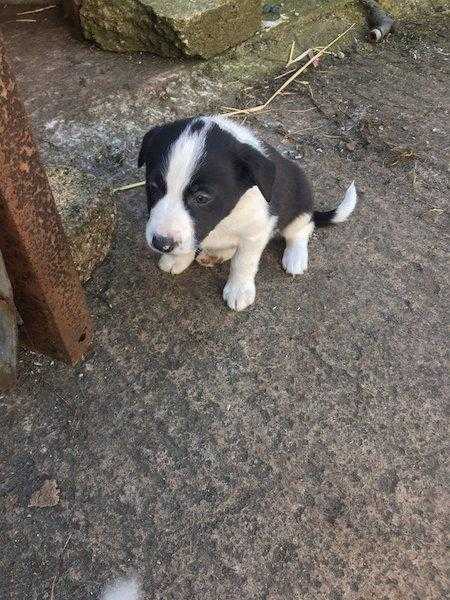 Collie pups