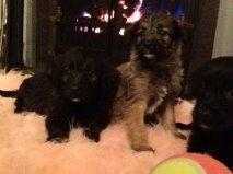 colliepoo collie x poodle for sale pra clear