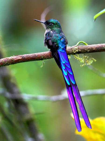 Colombia birds