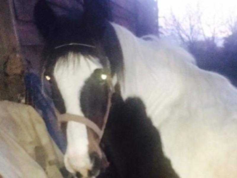 Coloured Cob mare