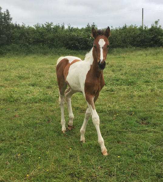 Coloured Filly Foal by Alderfarn VII to make 161hh