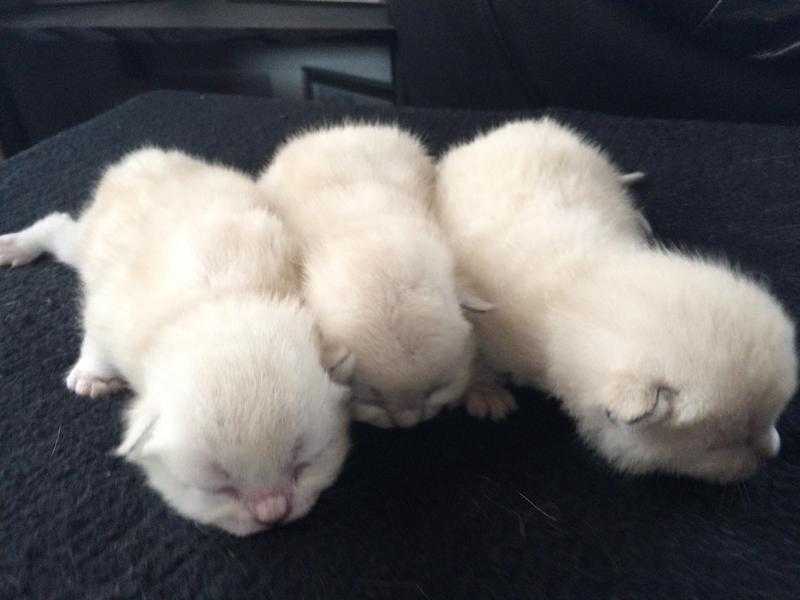 Colourpoint British Shorthair kittens