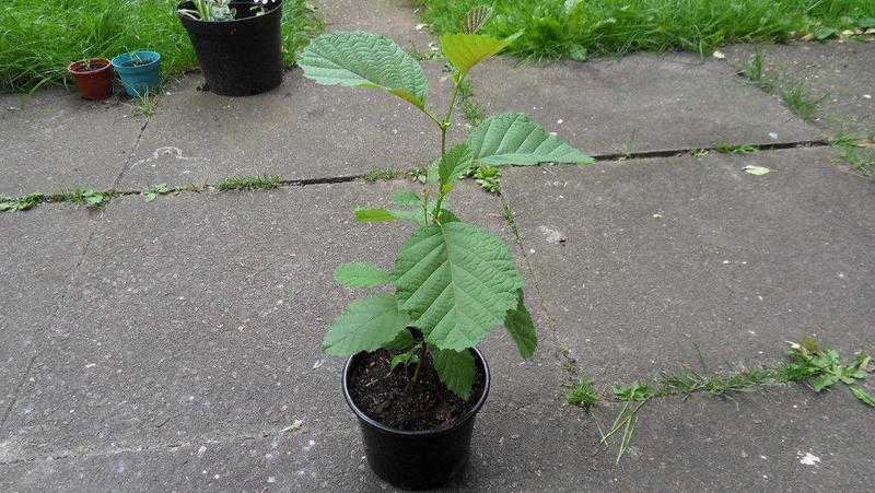 Common Alder Tree For Sale