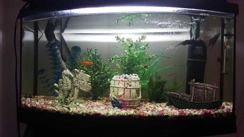 complete 60 litre tropical fish tank and fish