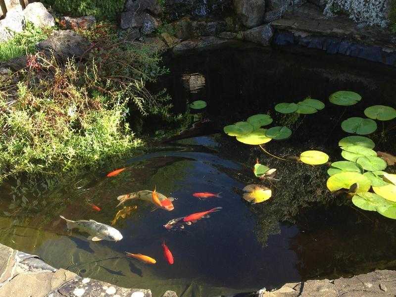 Complete pond - koi, fish, plants, pump, filter