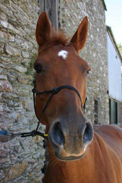 Confidence-giving, friendly horse