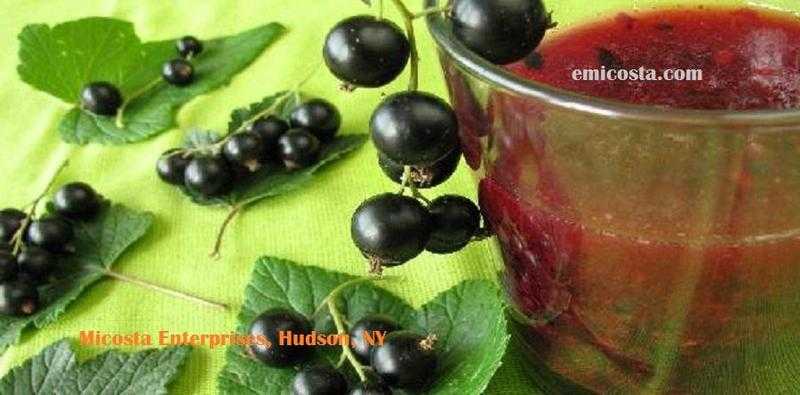 Consume natural Blackcurrant Syrup and gain more health benefits  Micosta Enterprises