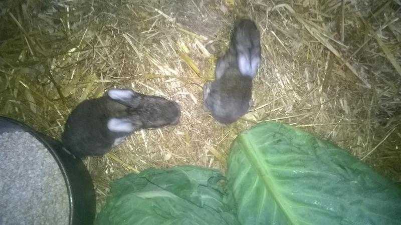 continental baby rabbits
