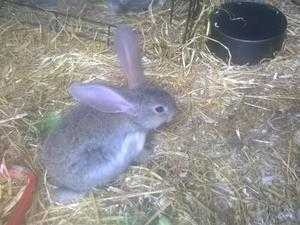 continental giant cross baby rabbits