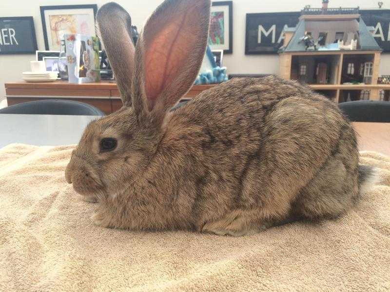 Continental giant rabbit