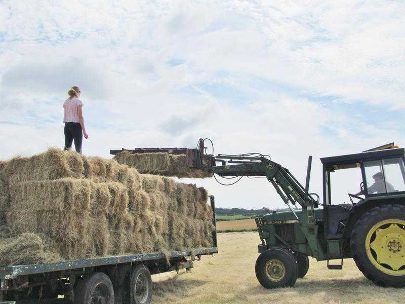 Conventional hay bales for sale