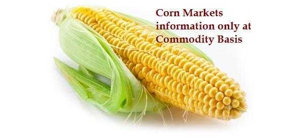 Corn Markets and Cash Price information at Commodity Basis