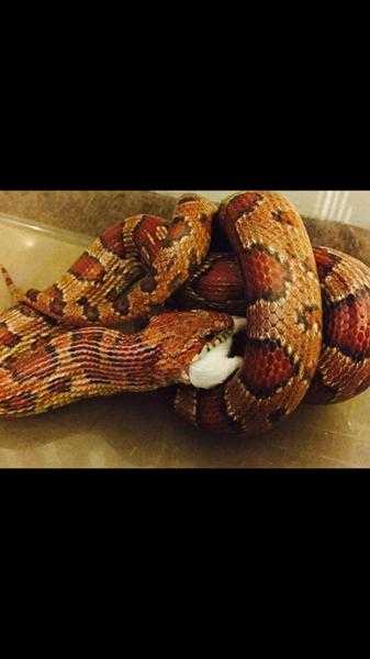 corn snake