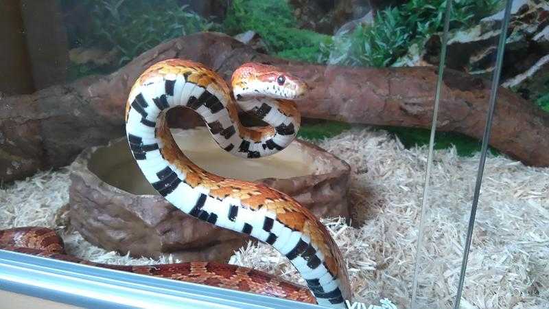 Corn Snake and Full Set Up