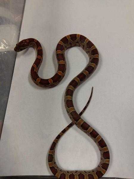 Corn Snake babies