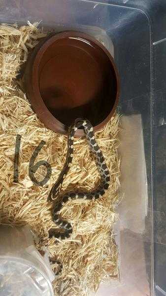 Corn Snake Hatchlings