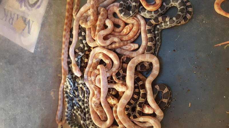 Corn snake hatchlings