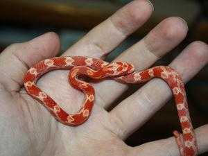 corn snakes