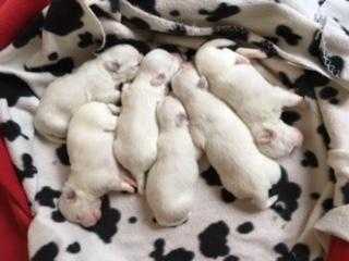 Coton de Tulear puppies