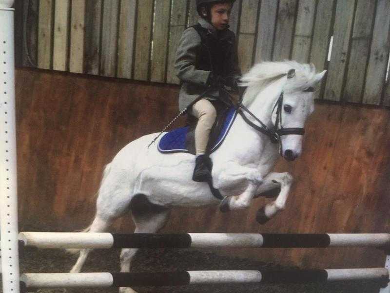 Cracking Little Irish Jumping Pony-Ballymoate Dinky