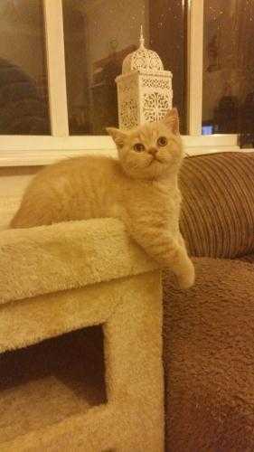 Cream Male British Shorthair kitten