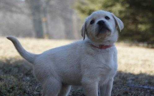 Cream Oustanstanding Labrador Retriever Puppies For Sale