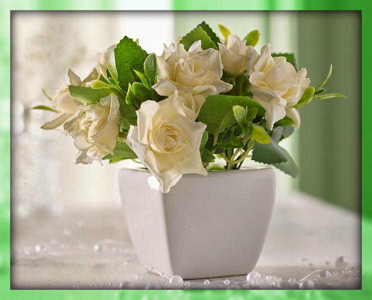 Cream Roses Pot