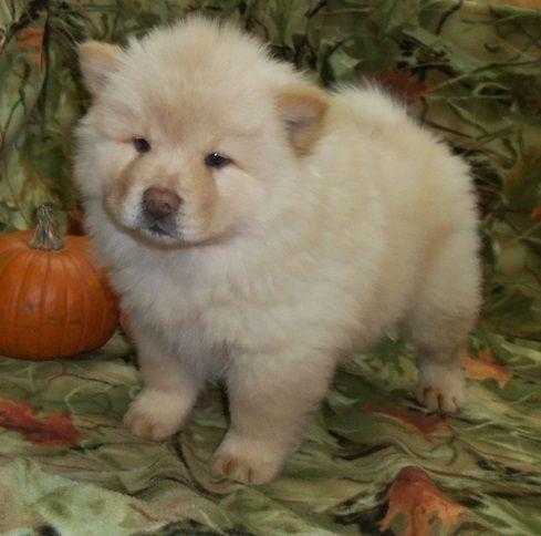 Cream White and Brown Chow Chow Puppies for Sale